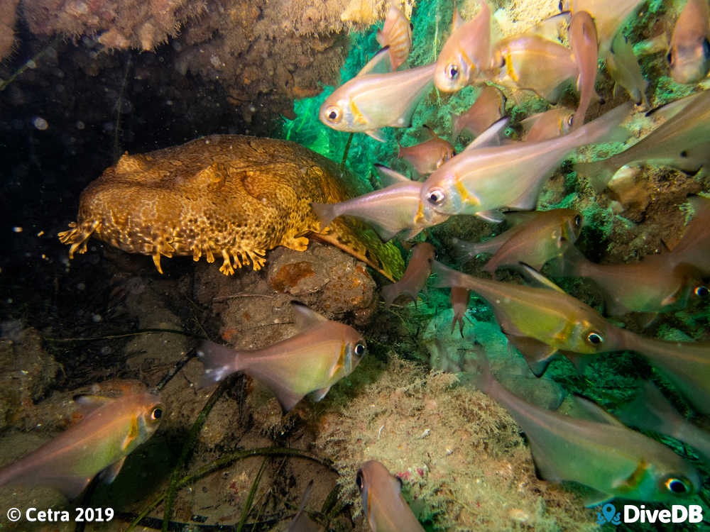 Photo of Wobbegong at Norma. 