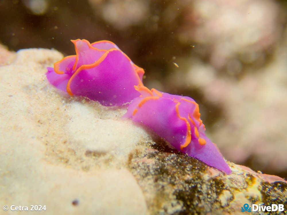 Photo of Batwing Slug at Port Noarlunga Jetty. 