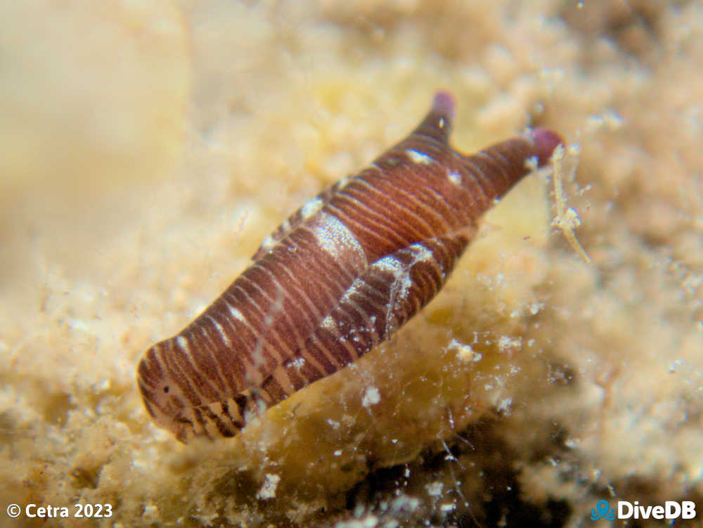 Photo of Tubulophilinopsis lineolata at Port Victoria Jetty. 