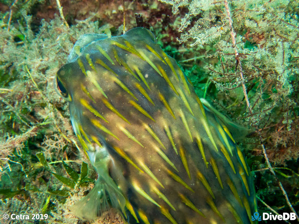 Photo of Globefish at Norma. 
