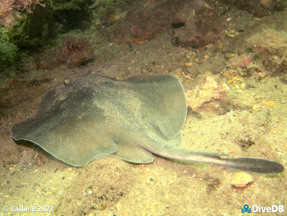 Photo of Stingray at Edithburgh Jetty. 