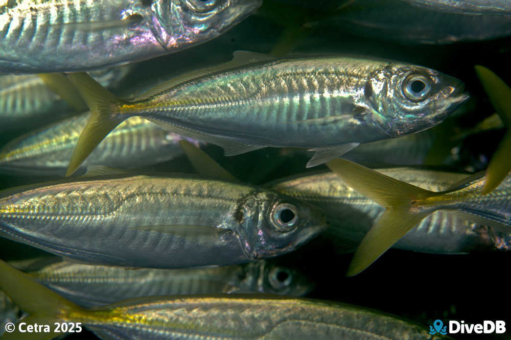 Photo at Port Hughes Jetty. 