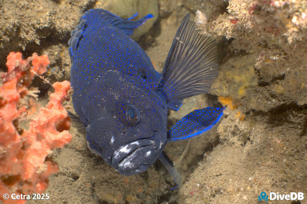 Photo at Aldinga Pinnacles. 