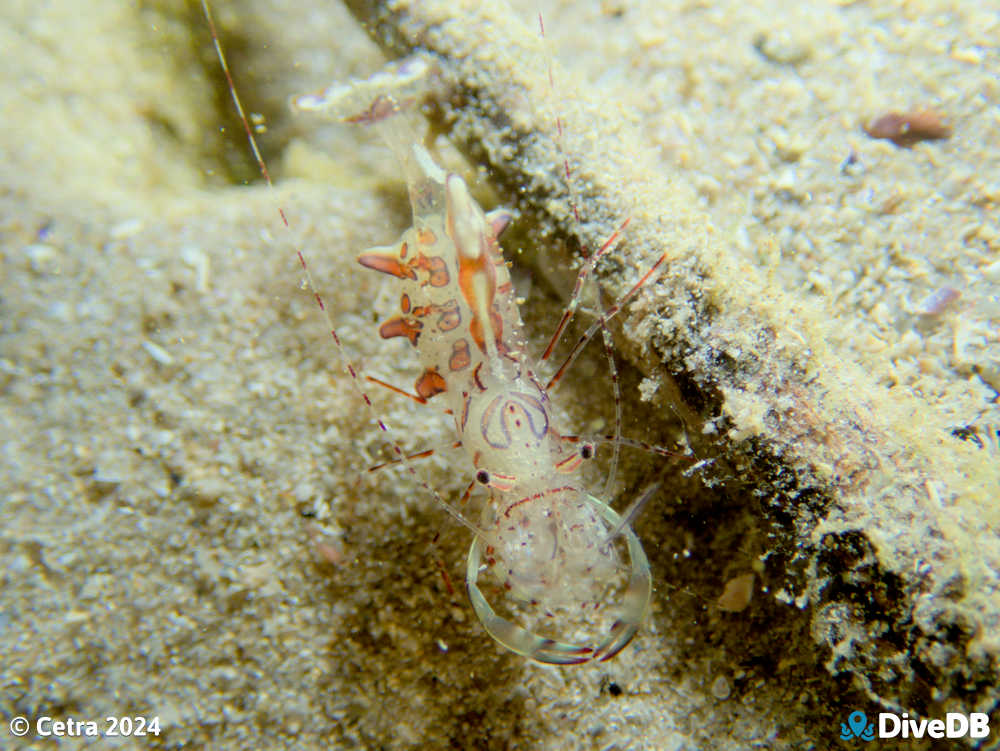 Photo of Ancylomenes aesopius at Port Noarlunga Jetty. 