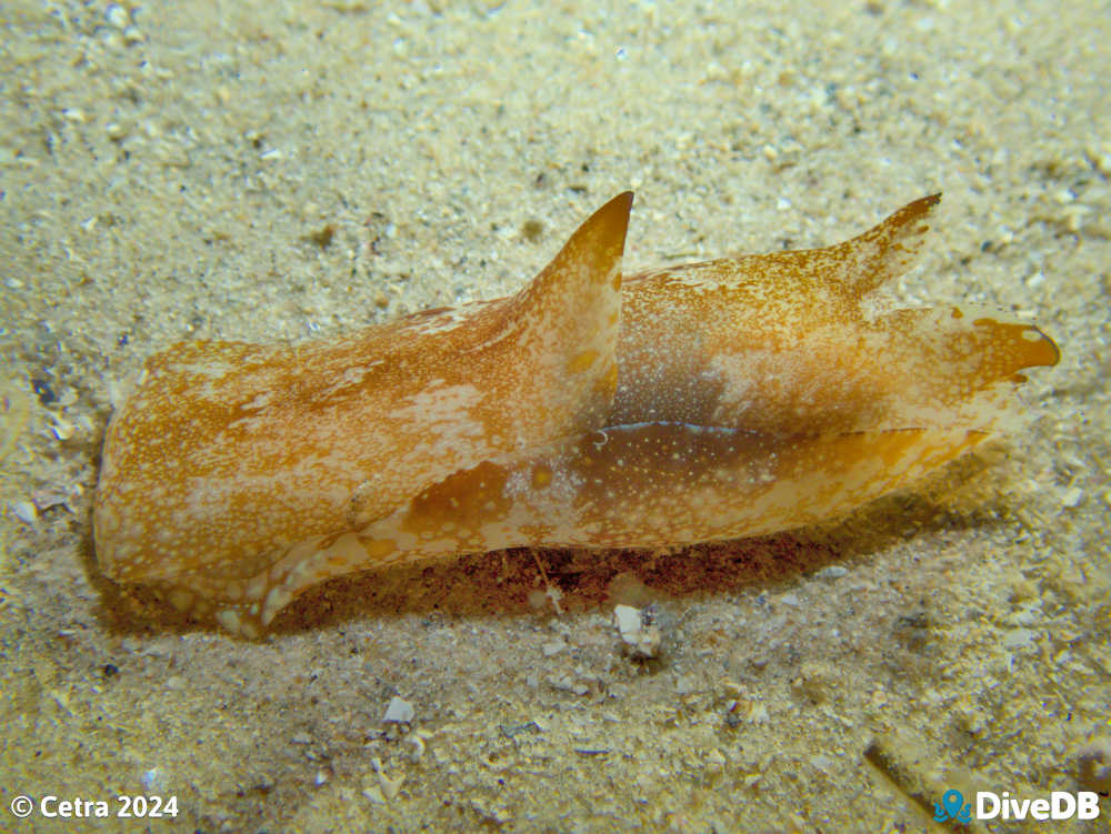 Photo of Head Shield Slug at Port Noarlunga Jetty. 