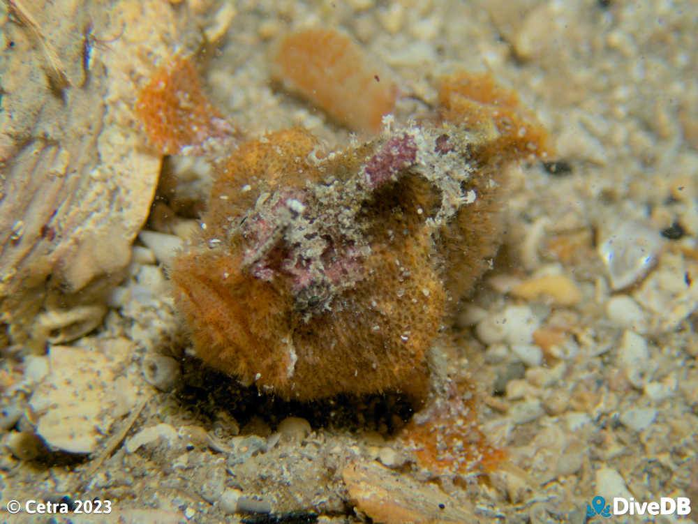 Photo of Angler Fish at Edithburgh Jetty. 