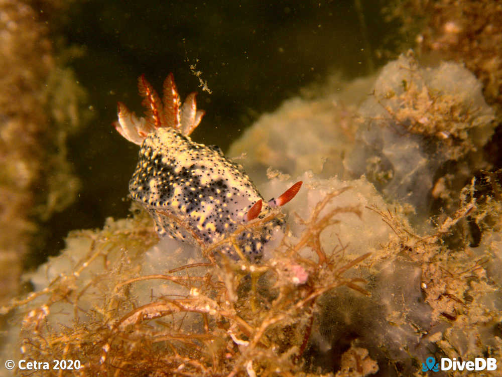 Photo of Salt and Pepper at Streaky Bay Jetty. 