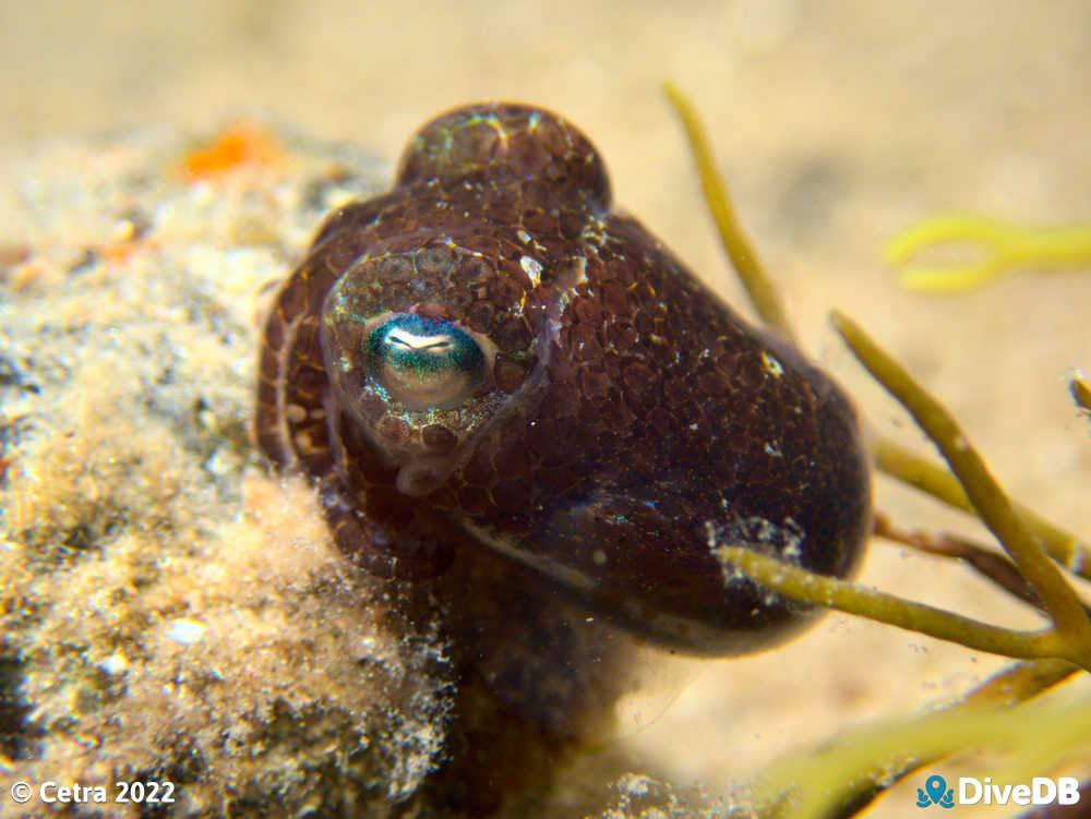 Photo of Bobtail Squid at Ardrossan Jetty. 