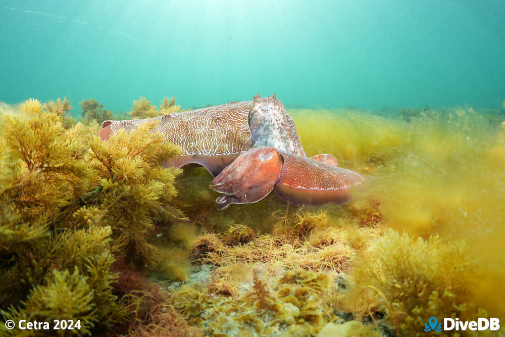 Photo at Whyalla Cuttlefish. 