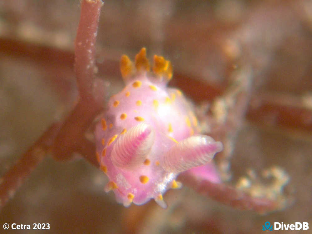 Photo of Polycera janjukia at Port Noarlunga Jetty. 