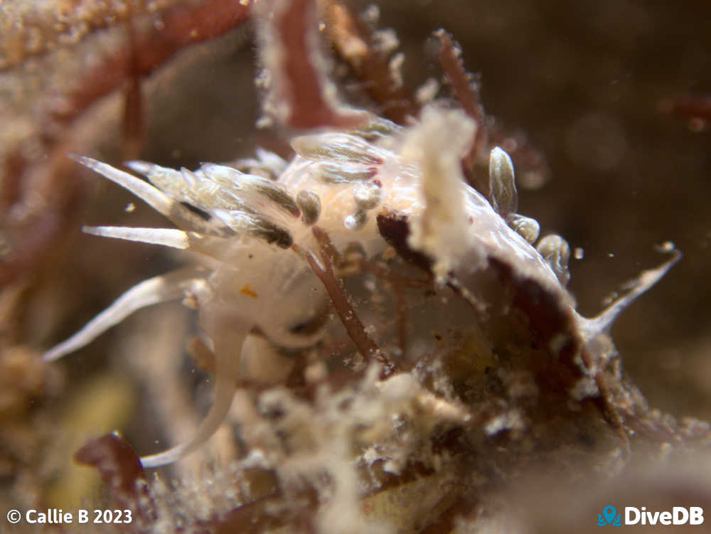 Photo of Createna lineata at Port Noarlunga Jetty. 