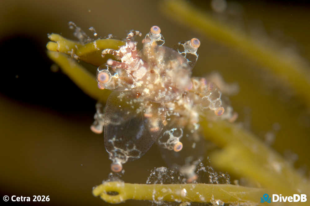 Photo at Port Hughes Jetty. 