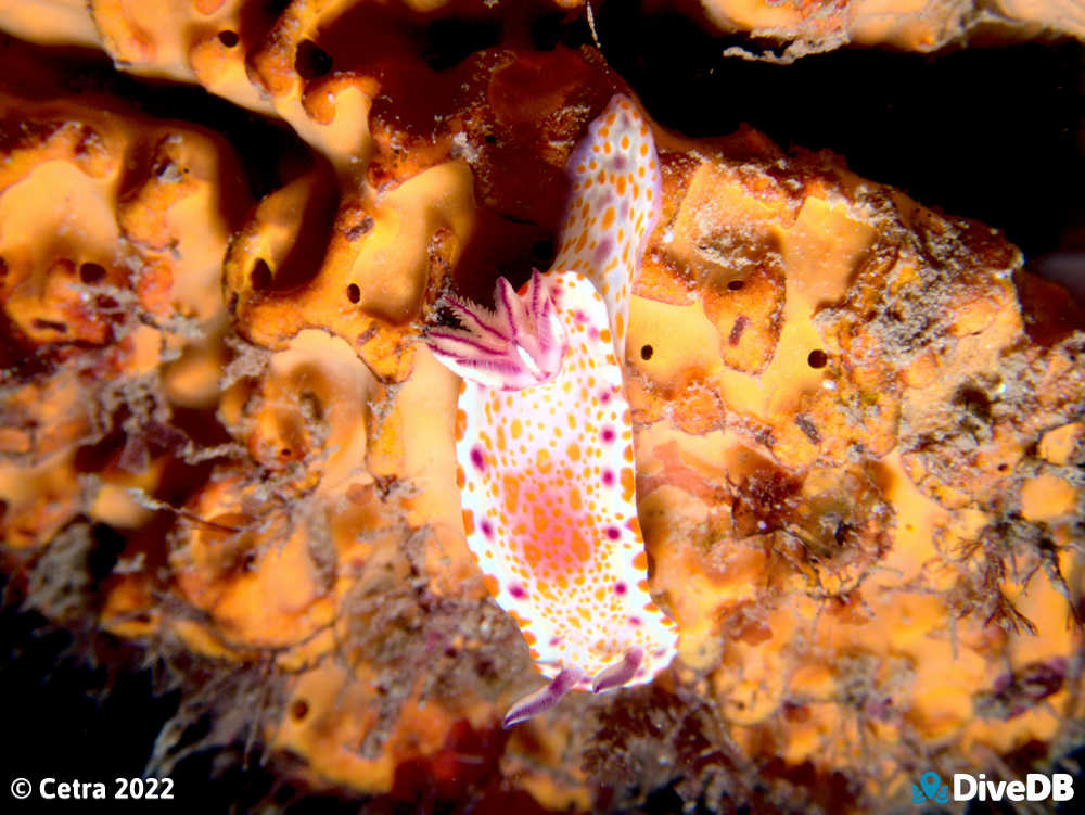 Photo of Clown Nudi at Aldinga Pinnacles. 