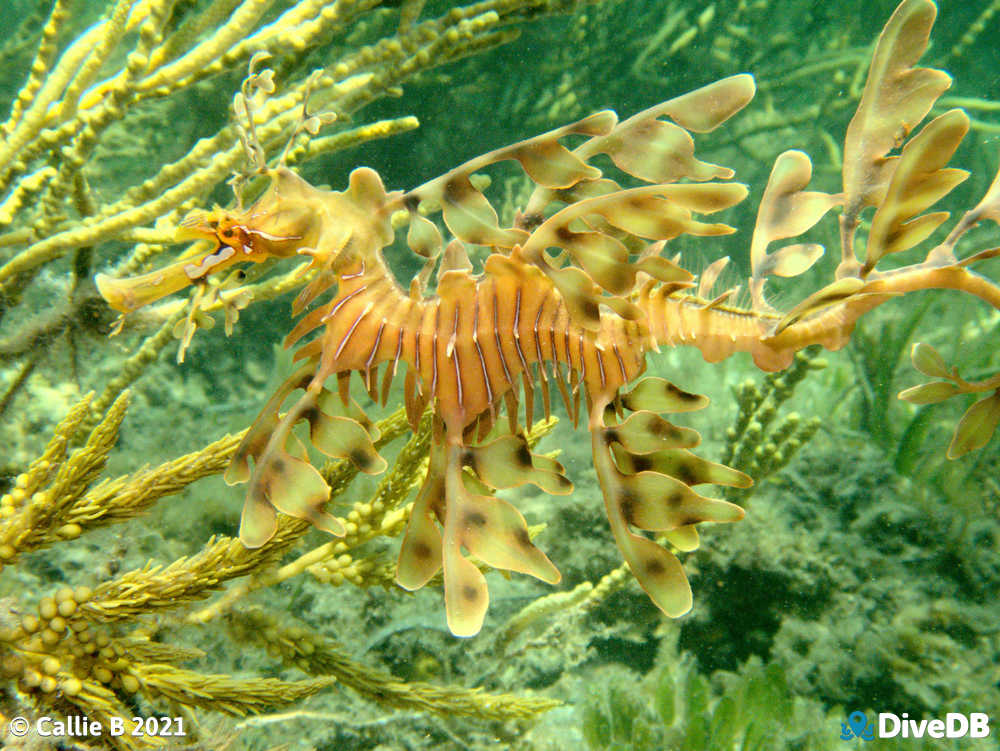 Photo of Leafy Seadragon. 