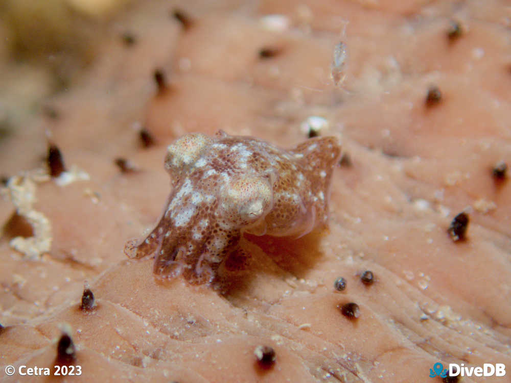 Photo of Bobtail Squid at Leather Jacket Alley. 