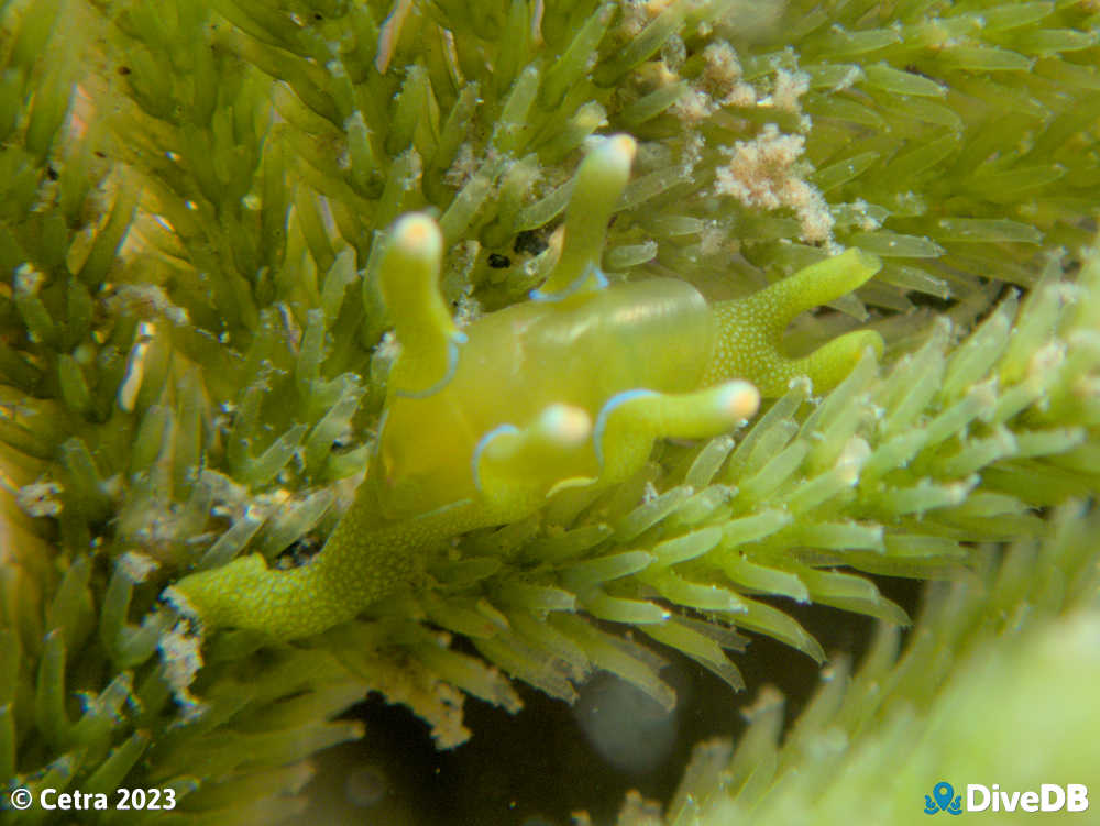 Photo of Flubber at Port Victoria Jetty. 