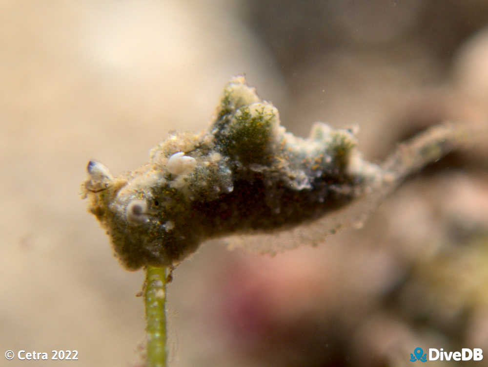 Photo of Disco Slug at Edithburgh Jetty. 