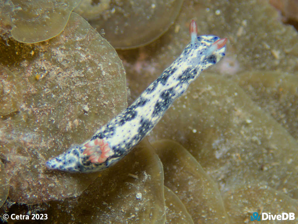 Photo of Salt and Pepper at Port Hughes Jetty. 