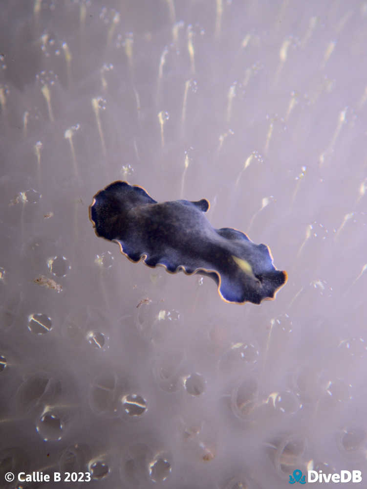 Photo of Blue Flatworm. 