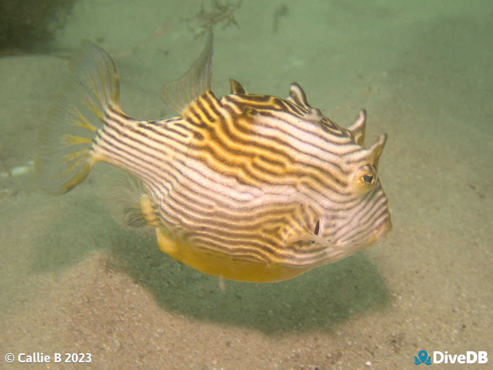 Photo of Ornate Cowfish at Port Noarlunga Jetty. 