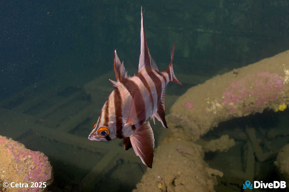 Photo at Glenelg Dredge. 