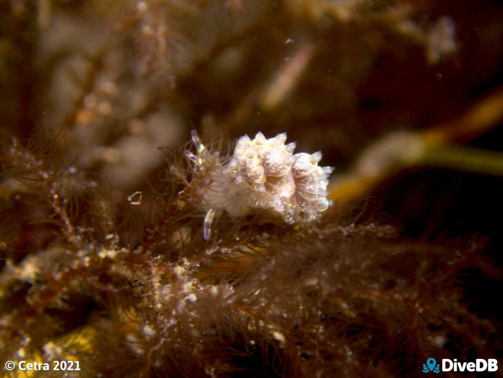 Photo of Trinchesia RB14 at Port Noarlunga Jetty. 
