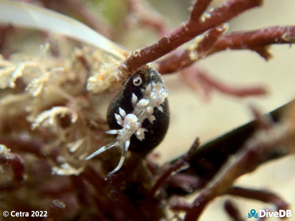Photo of Createna lineata at Port Noarlunga Jetty. 