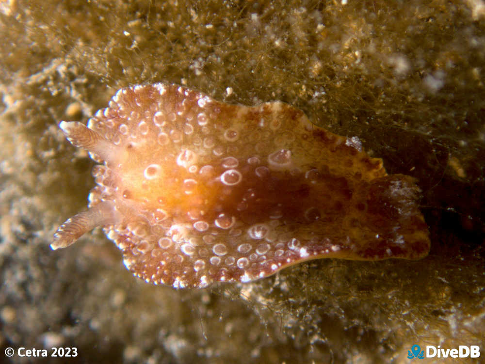 Photo of Carminodoris nodulosa at Wallaroo Jetty. 