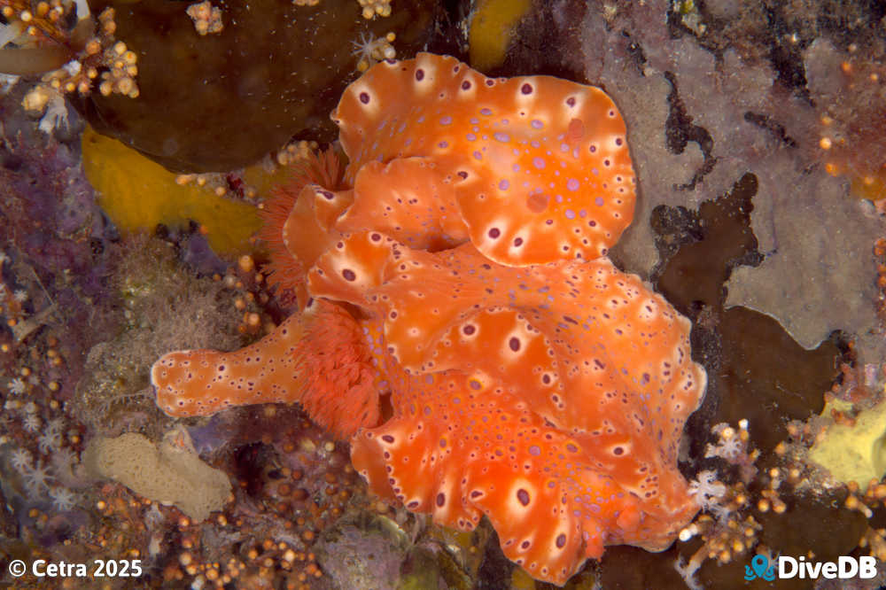 Photo of Short-tailed Sea Slug at Port Hughes Jetty. 