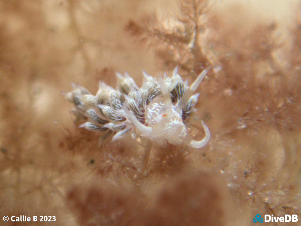 Photo of Createna lineata at Port Noarlunga Jetty. 