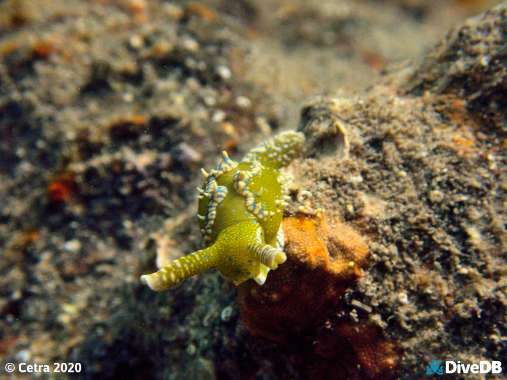 Photo of Dinosaur Nudi at Edithburgh Jetty. 