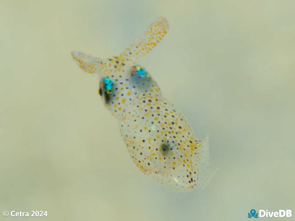 Photo of Southern Pygmy Squid at Port Noarlunga Jetty. 