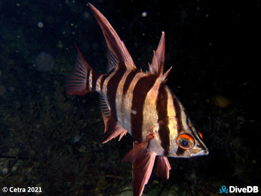 Photo of Old wife at Seacliff Reef. 