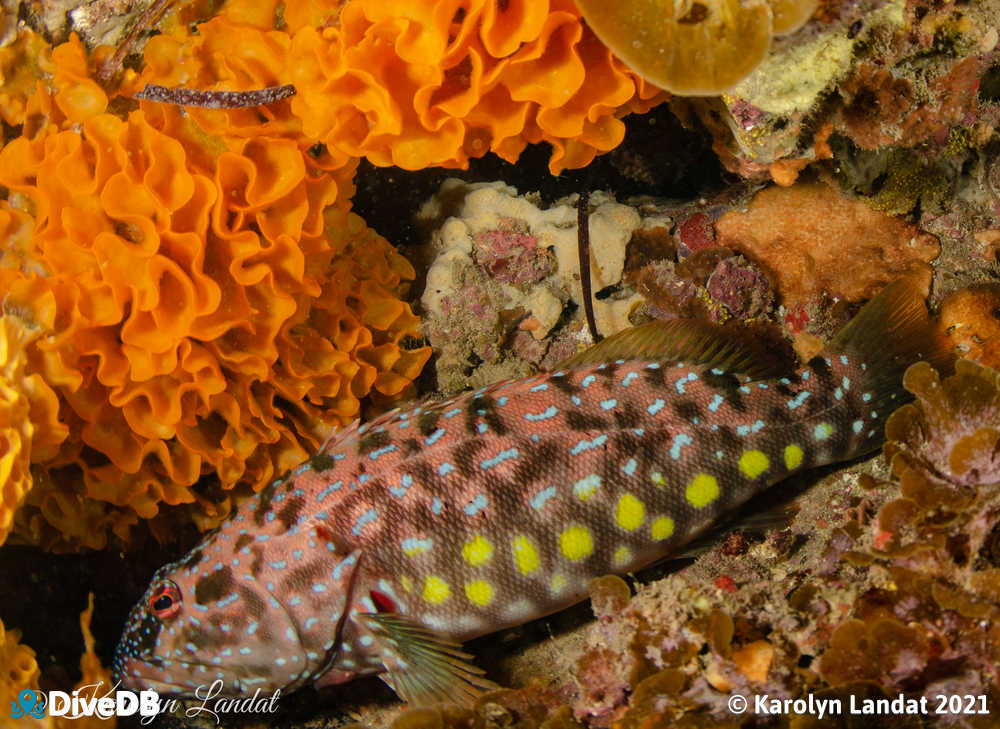 Photo of Harlequin fish at Rapid Bay. 