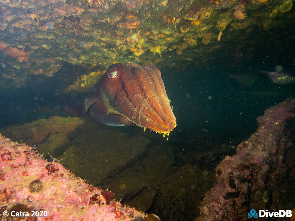 Photo of Cuttlefish at Songvaar. 