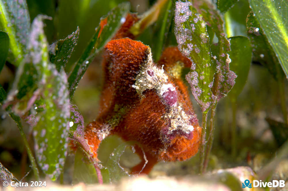 Photo of Angler Fish at Edithburgh Jetty. 