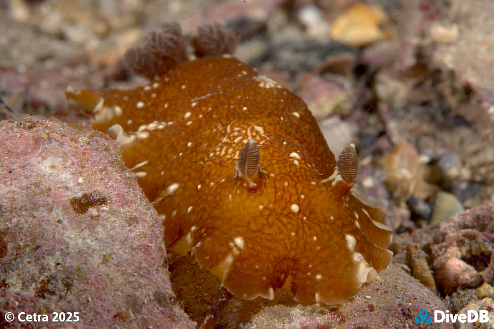 Photo of Aphelodoris lawsae at Port Hughes Jetty. 