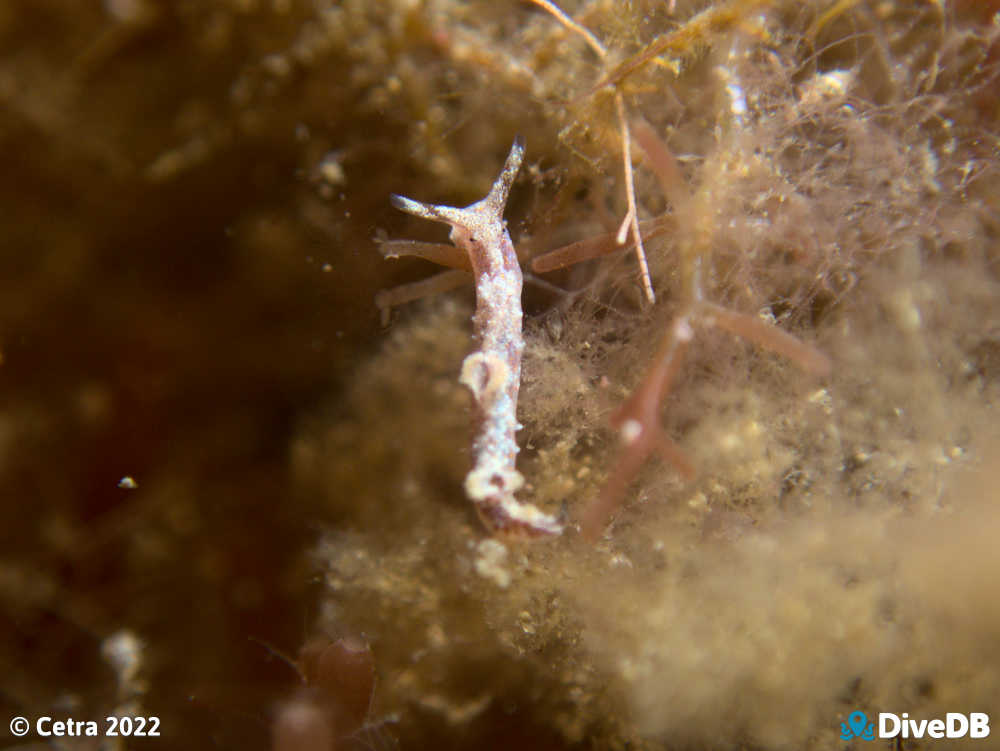 Photo of Disco Slug at Seacliff Reef. 