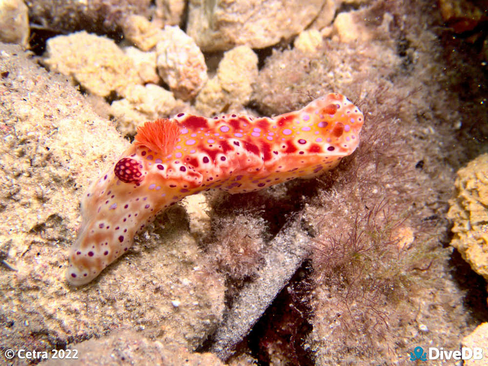 Photo of Short-tailed Sea Slug at Klein Point. 