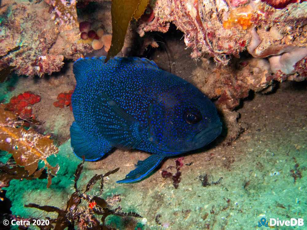 Photo of Southern Blue Devil at Aldinga Pinnacles. 