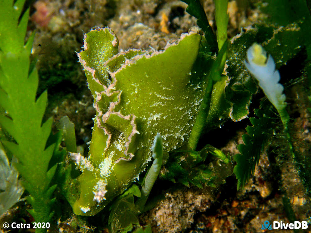 Photo of Cos Lettuce at Rapid Bay. 