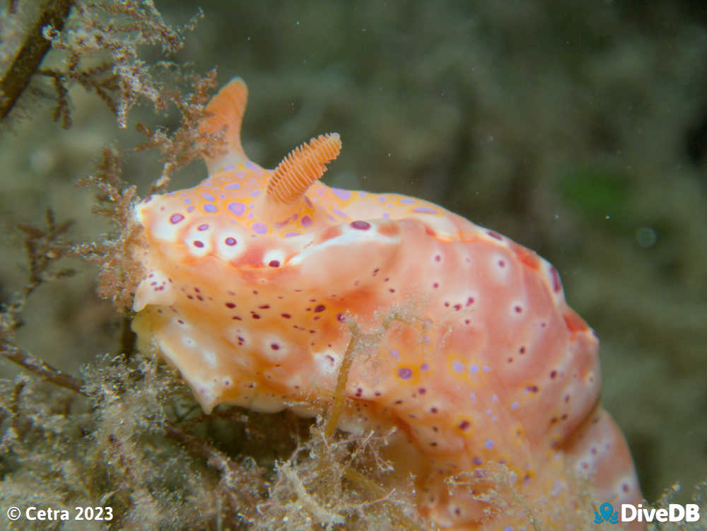 Photo of Short-tailed Sea Slug at Edithburgh Jetty. 