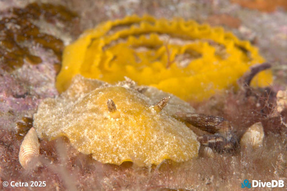 Sclerodoris sp.