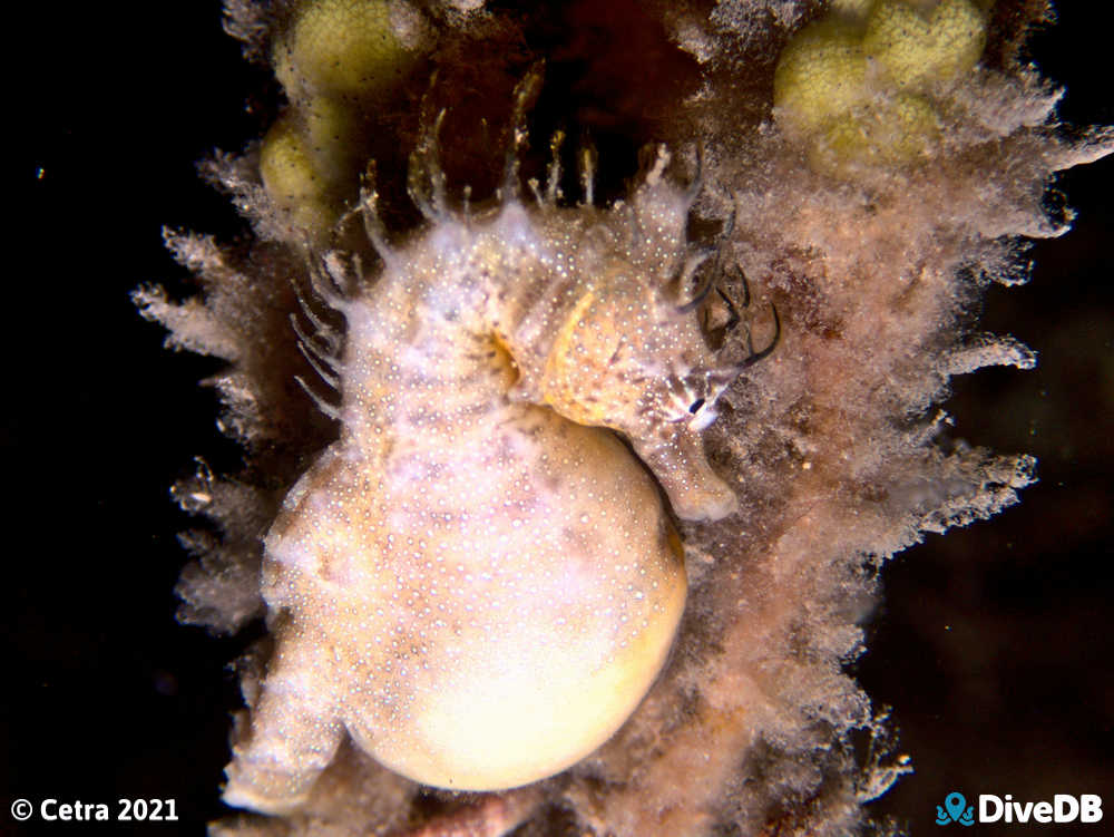 Photo of Shorthead Seahorse at Edithburgh Jetty. 