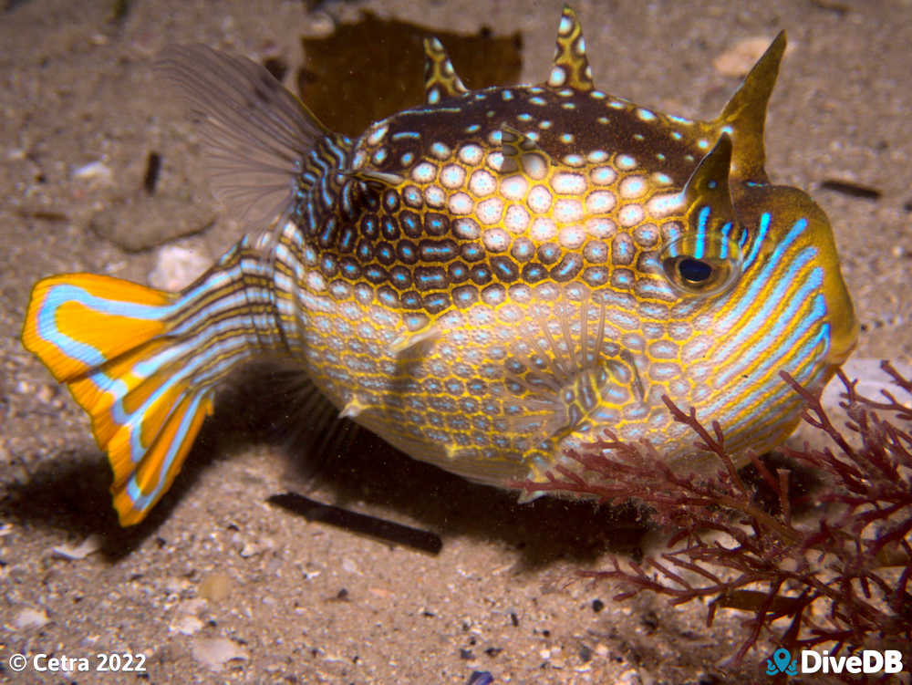 Photo of Ornate Cowfish at Port Noarlunga Jetty. 