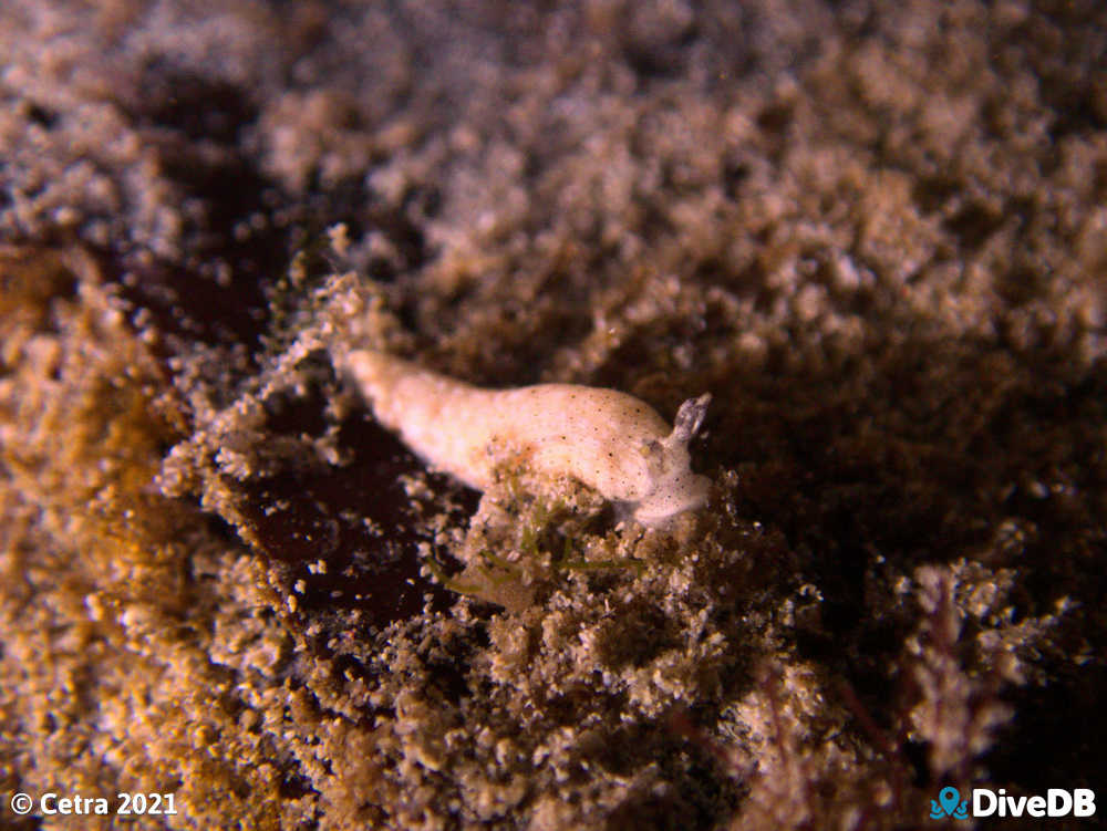 Photo of Dermatobranchus sp. at Wallaroo Jetty. 