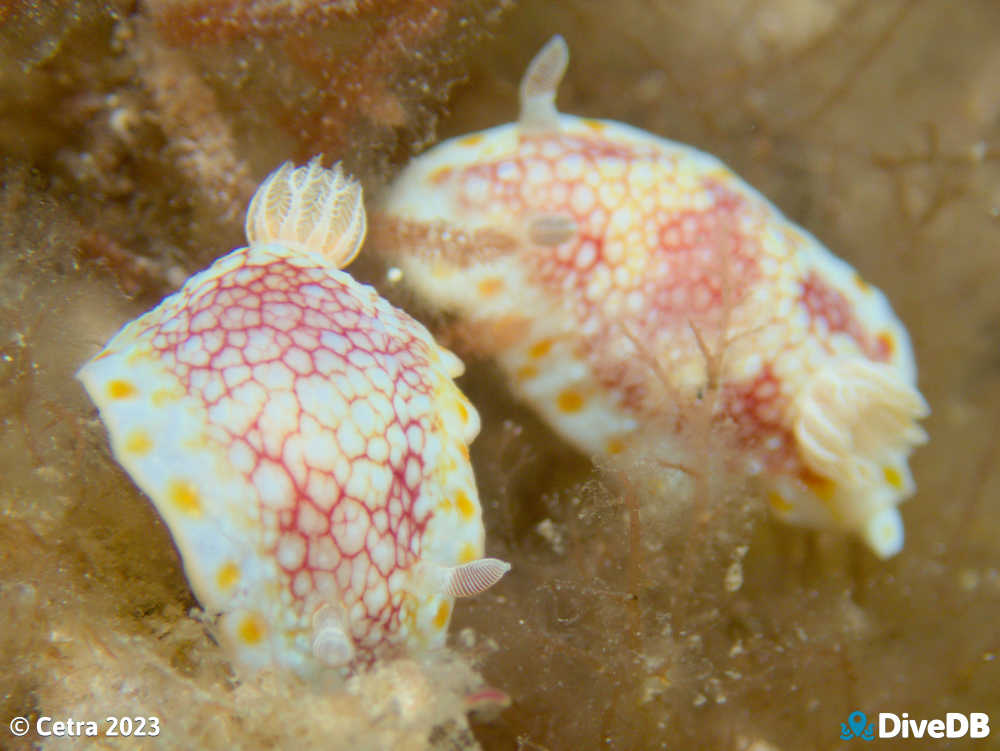 Photo of Brain Nudi at Leather Jacket Alley. 