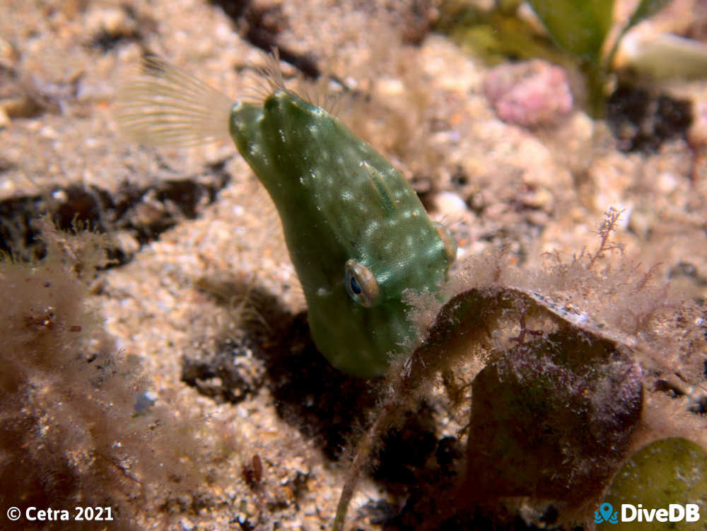 Photo of Southern Pygmy Leatherjacket at Edithburgh Jetty. 