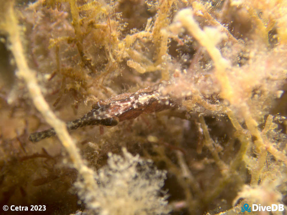 Photo of Port Phillip Pipefish at Ardrossan Jetty. 