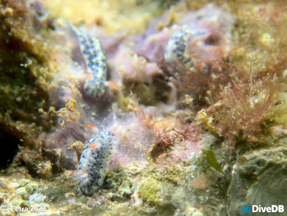 Photo of Salt and Pepper at Port Hughes Jetty. 